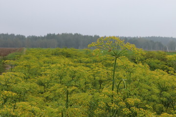 pole kopru, koper warzywo uprawa © Piotr