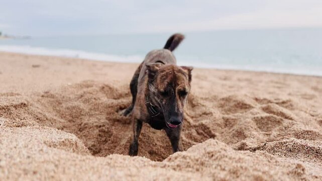 Energetic dog digging in the sand on a beach day.