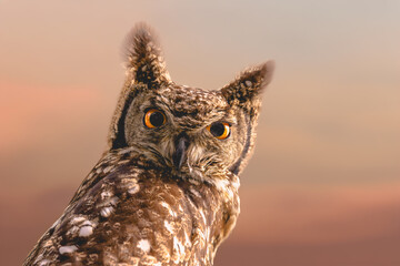 Sunset owl