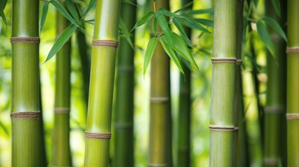 Bamboo trunks with unique textures and patterns in forest. Blurred background highlights tranquility and vitality with soft light through leaves.