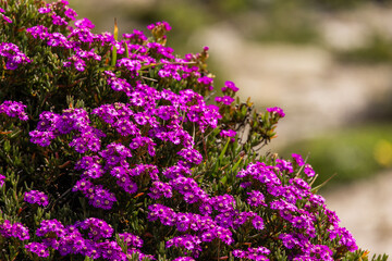 Obraz premium Fynbos Flowers