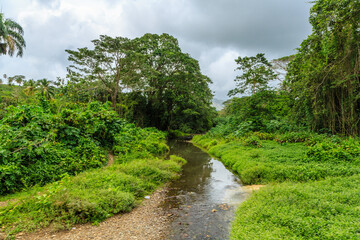 Obraz premium A stream of water runs through a lush green forest
