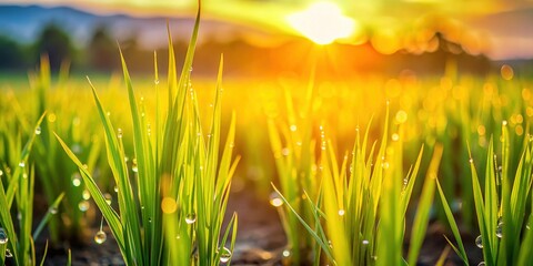 Golden Sunrise Dew Drops on Organic Rice Seedlings - Close-Up Farm Stock Photo