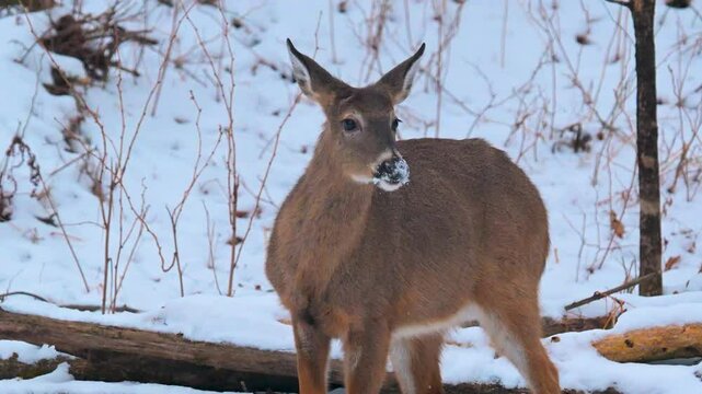 A yearling whitetail with an injured front leg.  Nature is wonderful but unforgiving for this young male button buck with a broken from leg in our yard in Windsor in Upstate NY.