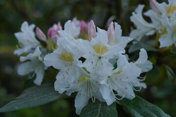 Rhododendron fauriei is a medium-sized evergreen tree with white, light pink, fragrant flowers that...