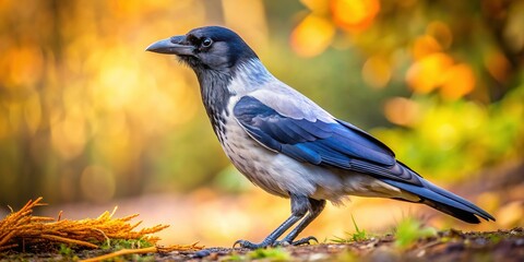 Naklejka premium Hooded Crow Standing on Ground, Sharp Focus, Detailed Feathers, Wildlife Photography