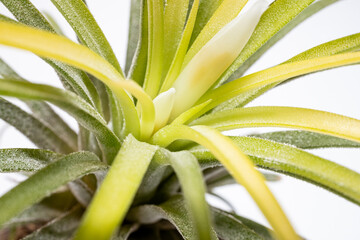 Obraz premium 開花直前のエアプランツ