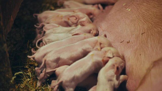 Newborn piglets nursing beside nursing sow, demonstrating maternal care within confined farrowing environment