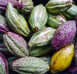 Unripe green cacao pod or raw cocoa fruit background