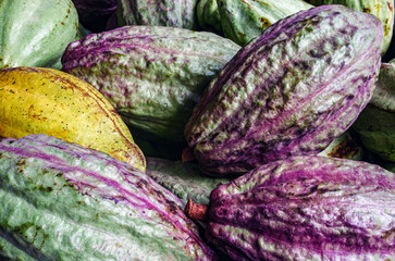 Unripe green cacao pod or raw cocoa fruit background
