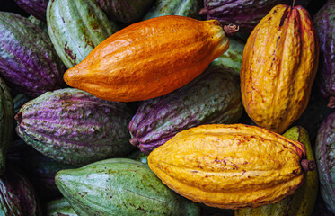 Ripe yellow cacao pods or cocoa fruit and raw cacao fruit