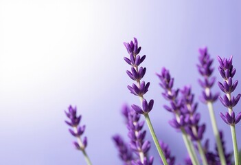 Obraz premium lavender flowers in the garden