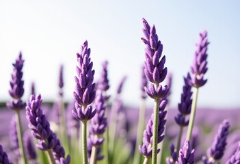 Obraz premium lavender field in region