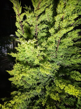 Night shot of pine leaves in the middle of a winter forest