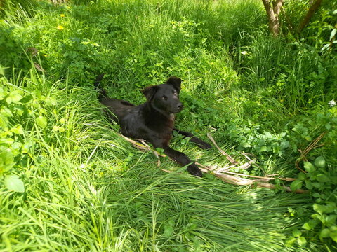 A beautiful collie dog lying on the grass in the forest