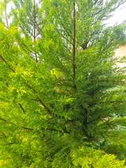 Obraz premium Beautiful pine needles on a sunny morning of a spring day