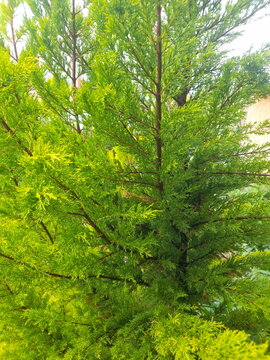 Beautiful pine needles on a sunny morning of a spring day