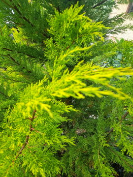 Beautiful pine needles on a sunny spring day