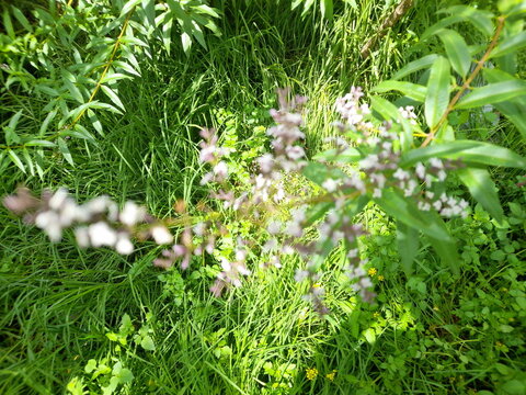 beautiful set of lemon verbena flowers illuminated by the spring sun