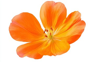 Bright Orange Primrose Flower in Full Bloom Isolated on White Background