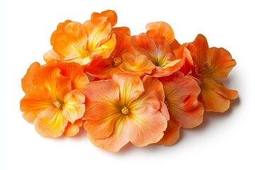 Obraz premium Bright Orange Primrose Flowers in Full Bloom Isolated on White Background