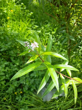 On a summer's day, a small lemon verbena flower