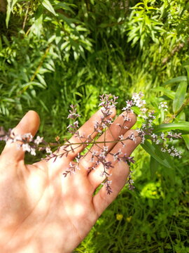 Beautiful man's hand holding small lemon verbena flowers on a sunny day