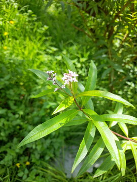 small lemon verbena flower on a summer day