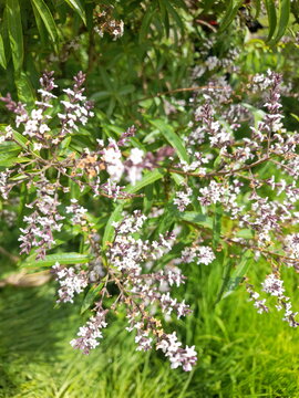 beautiful set of lemon verbena flowers illuminated by the summer sun
