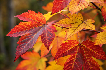 Fototapeta premium A close-up of colorful autumn leaves