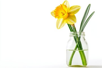 Fototapeta premium Bright and Cheerful Fresh Daffodil Flower in a Jar on White Background