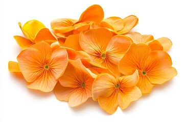 Obraz premium Soft Orange Primrose Petals Neatly Arranged on a White Background for Floral Design