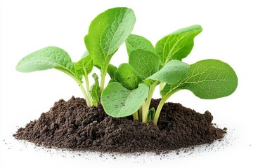 Tiny Fresh Green Seedlings Emerging from Rich Dark Soil in Bright Natural Light