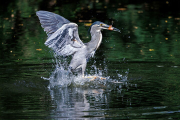 Striated Heron, Butorides striata, Green-backed heron diving and catching fish in water pond in forest park, it is a small, squat water bird with short legs, fish prey in bird mount