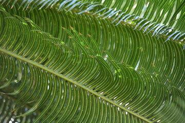 sago palm leaves tree plant green flora texture pattern