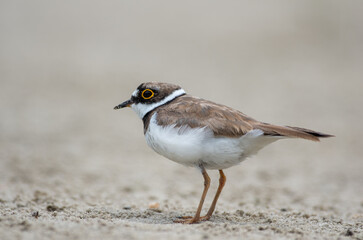 Charadrius dubius on the beach