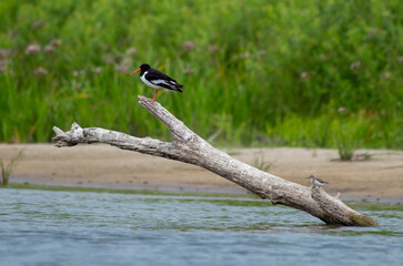 Oystercatcher standing on a stick on the river