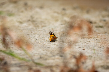 butterfly on a sand