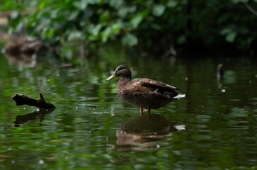duck in the water
