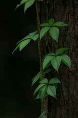 green leaves on black background