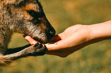Close-Up of a Kangaroo Being Hand-Fed in a Natural Setting