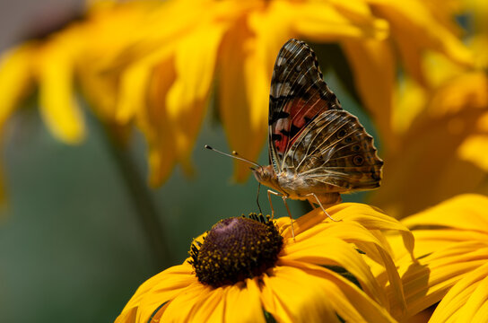 butterfly on yellow flower