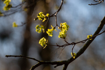 spring blossom