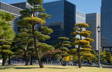 Naklejka premium Pine trees in outer garden Imperial Palace with high building skyscrapers background, Tokyo, Japan.