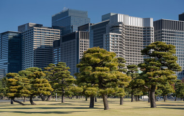 Pine trees in outer garden Imperial Palace with high building skyscrapers background, Tokyo, Japan.
