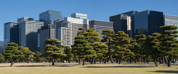Pine trees in outer garden Imperial Palace with high building skyscrapers background, Tokyo, Japan.