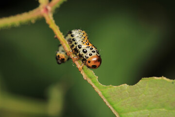 bruco mangia rose caterpillar macro photo	