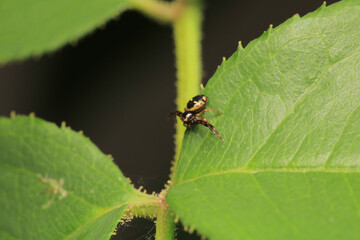xysticus kochi spider macro photo	