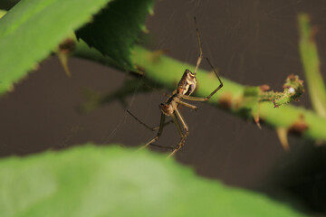 natural enoplognatha ovata spider photo	