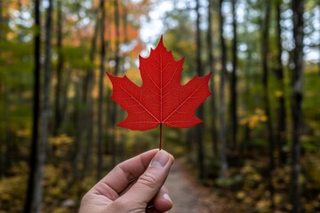A vibrant red maple leaf held up against a backdrop of autumn trees, showcasing the beauty of nature in a wooded trail.